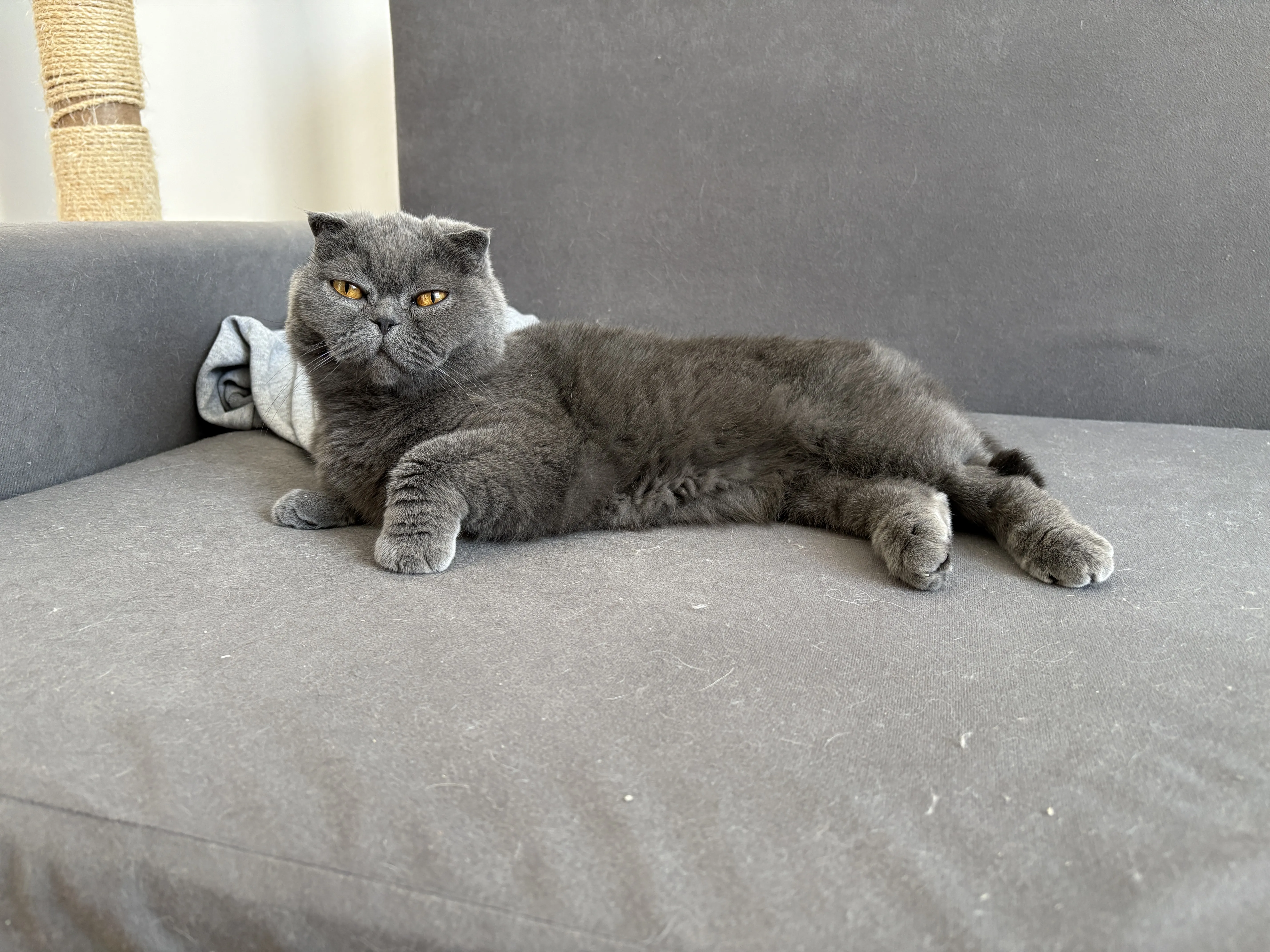 My cats 4